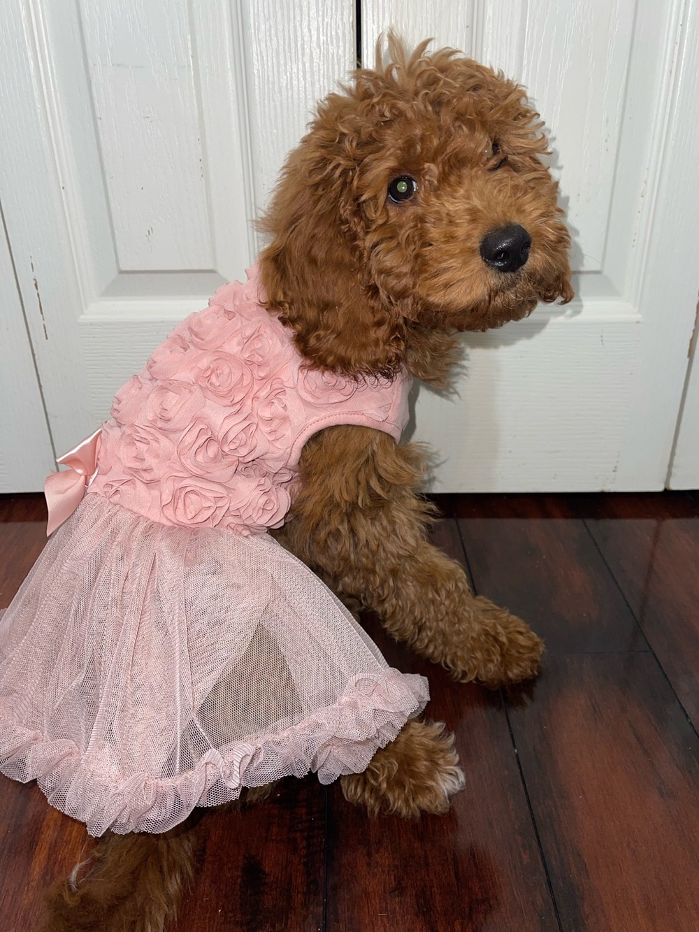 Medium Pet Dress